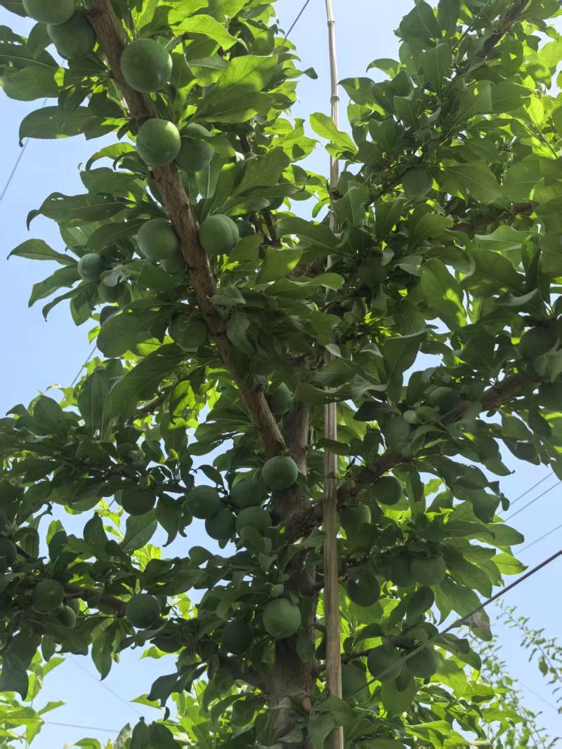 新疆味帝
