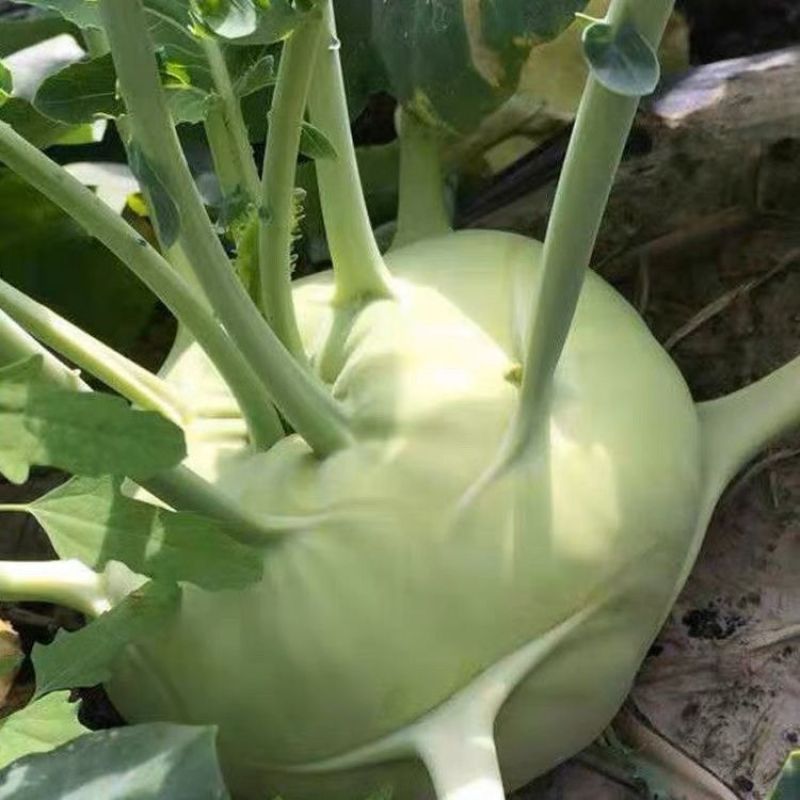 苤蓝疙瘩新鲜蔬菜当季云南农家现摘薄皮无筋批发