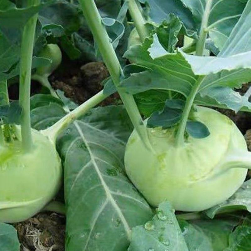 苤蓝疙瘩新鲜蔬菜当季云南农家现摘薄皮无筋批发