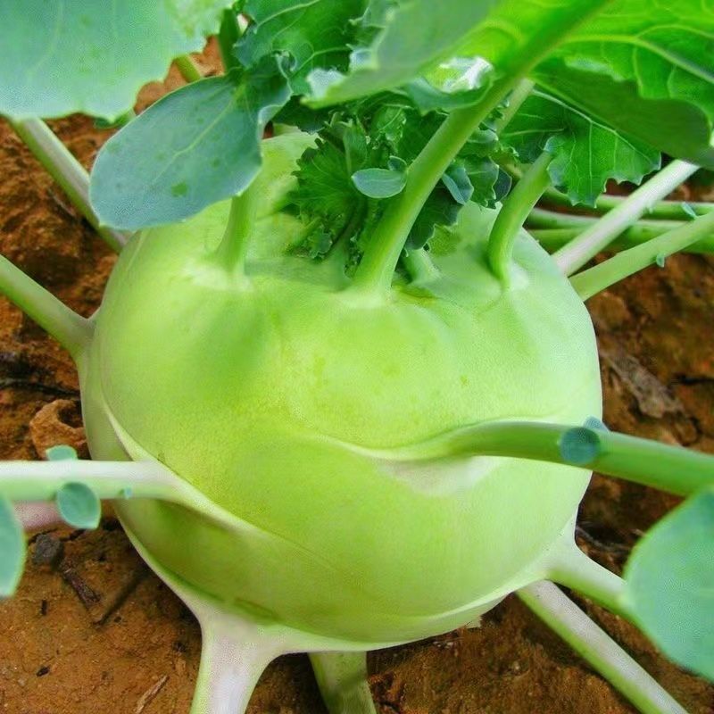 苤蓝疙瘩新鲜蔬菜当季云南农家现摘薄皮无筋批发