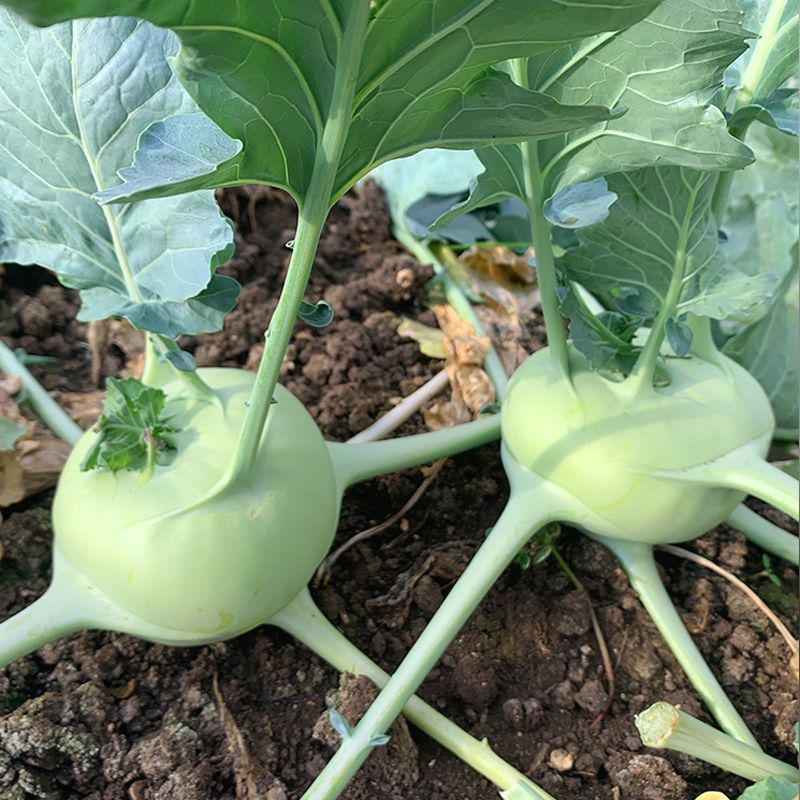 苤蓝疙瘩新鲜蔬菜当季云南农家现摘薄皮无筋批发