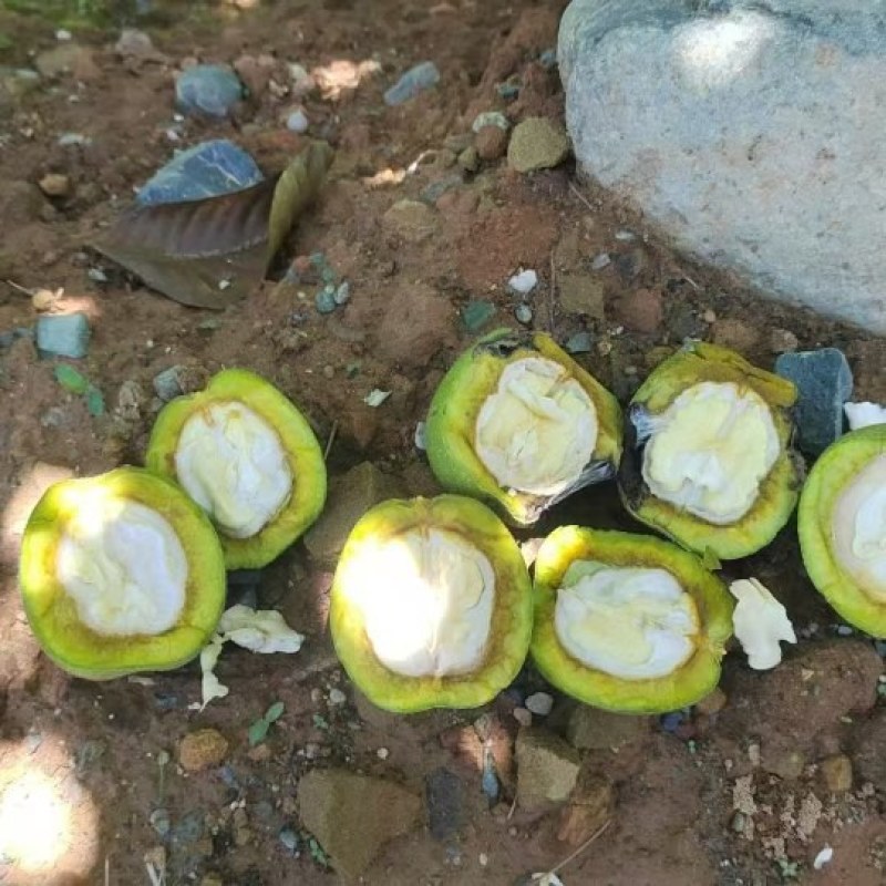 凉山核桃产地直发价格美丽品质保证