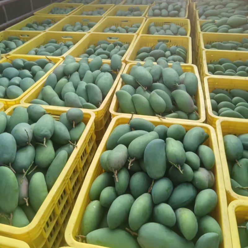 小金煌