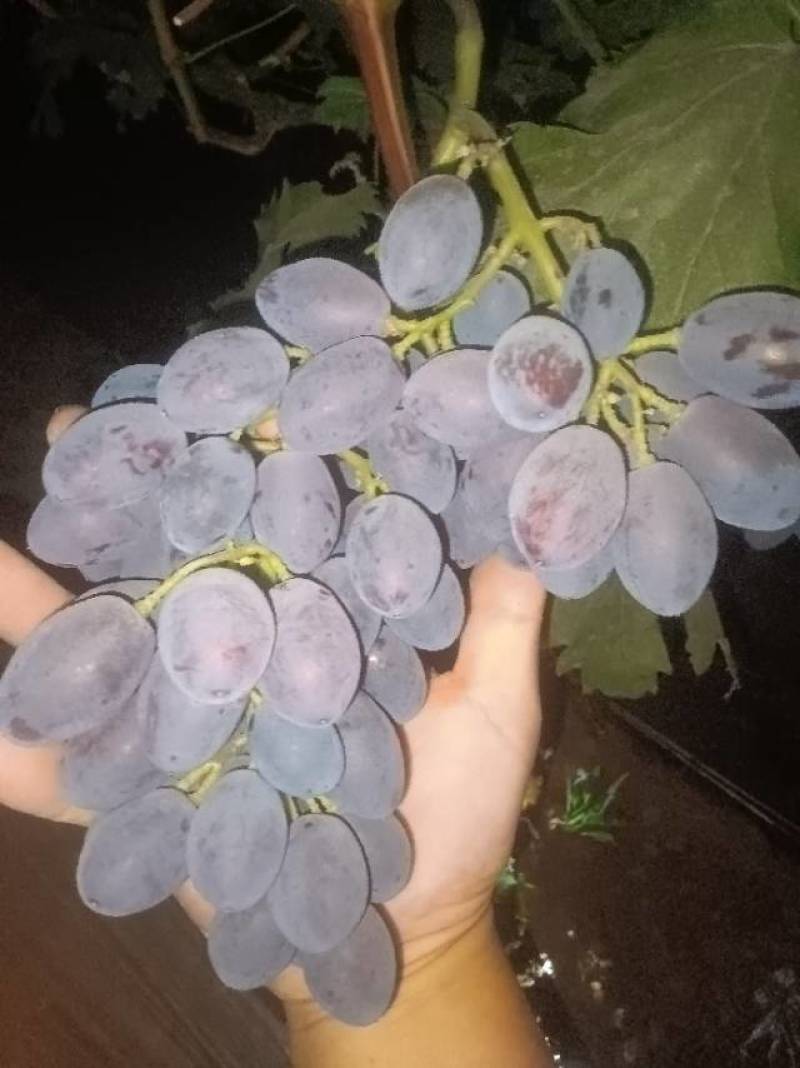 拉威尔葡萄