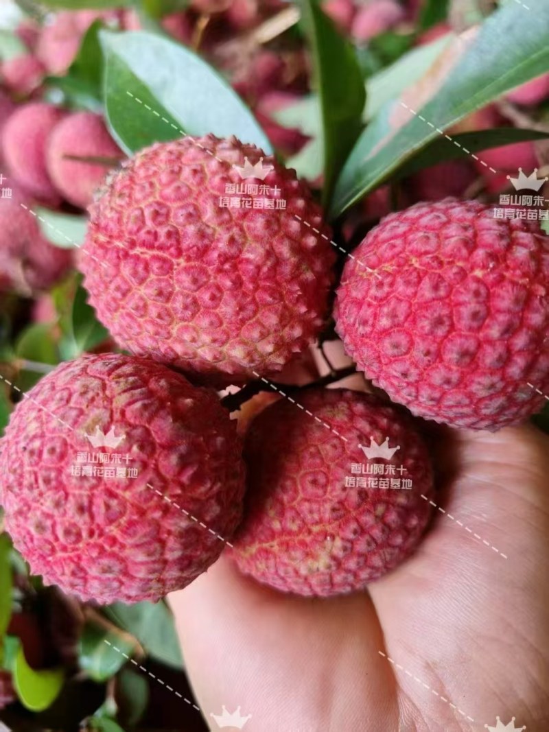 香山鸡嘴荔枝