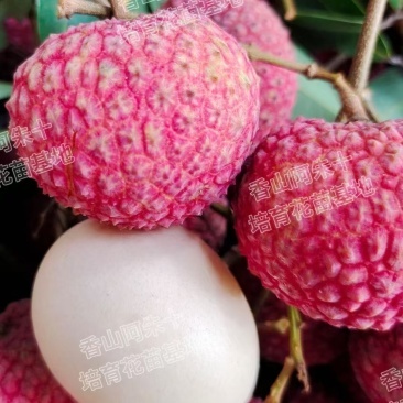 香山鸡嘴荔枝