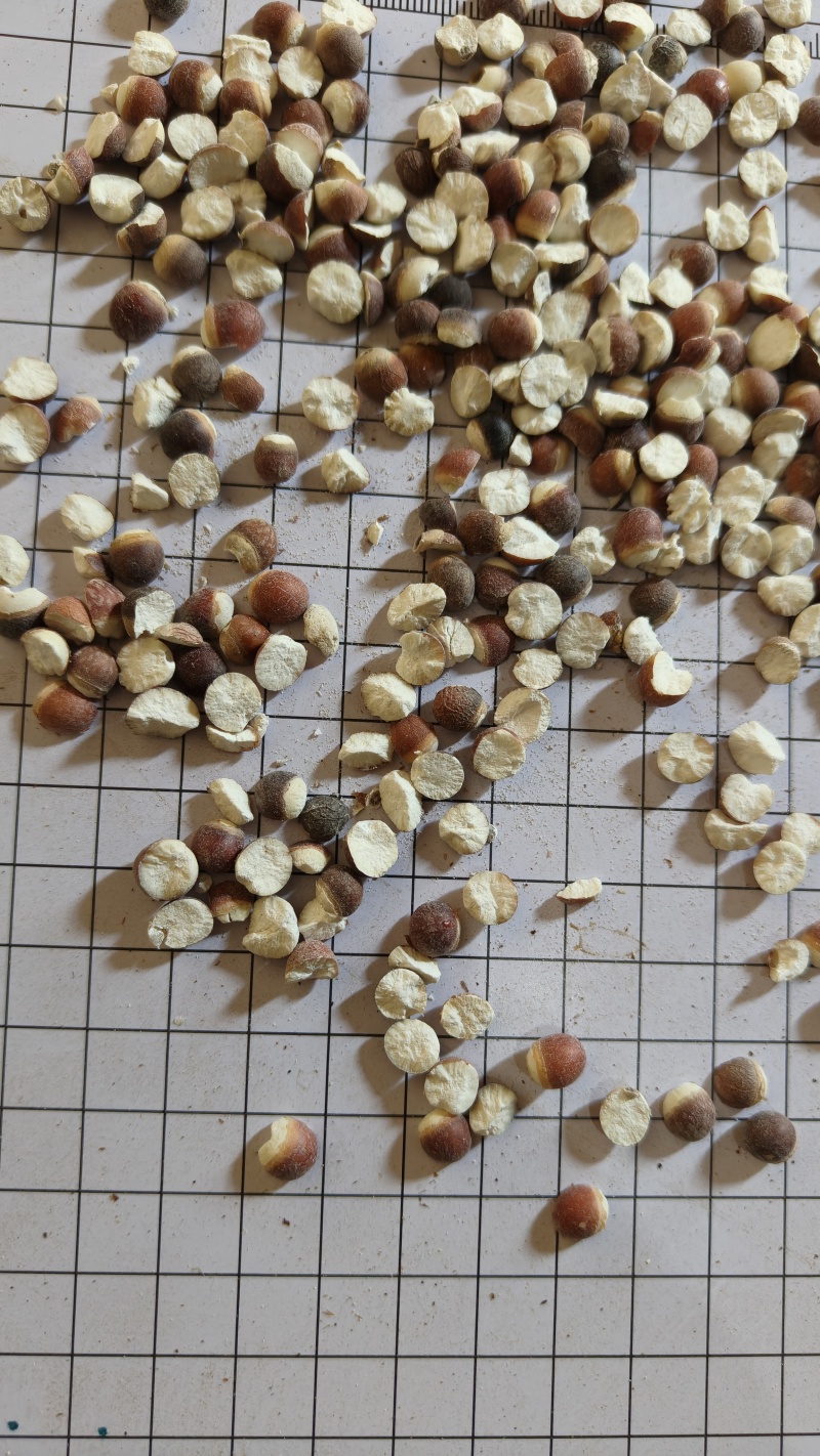 芡实两半统货批发支持代发1000克芡实芡石