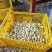 山东精品蒜米纯手工无切底不过水