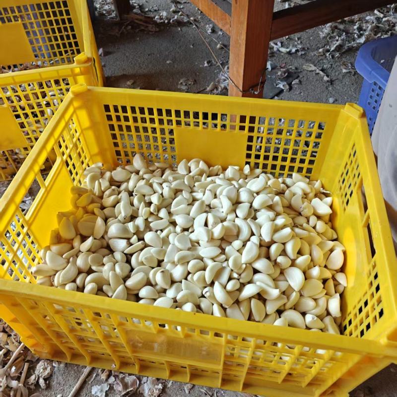 山东精品蒜米纯手工无切底不过水