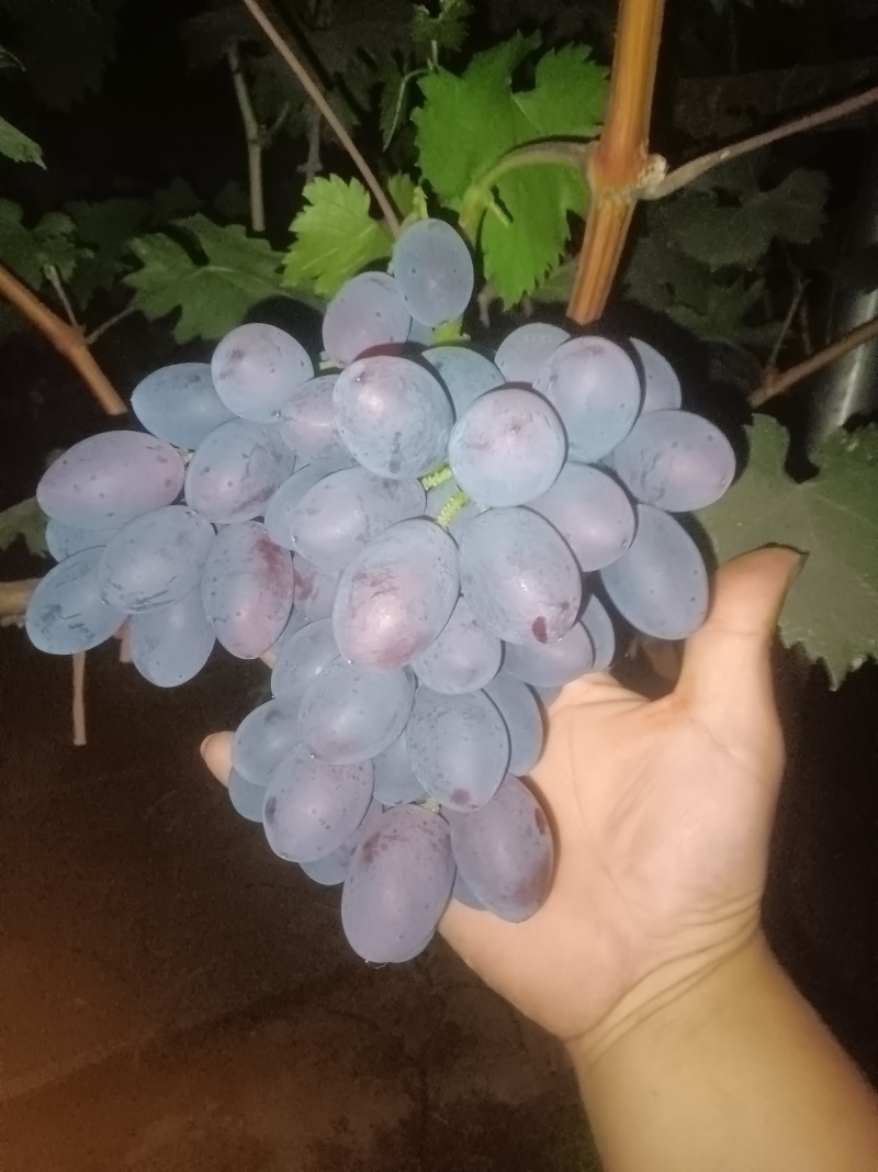 蓝色拉威尔葡萄冷棚葡萄