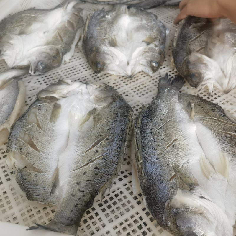 开背海鲈