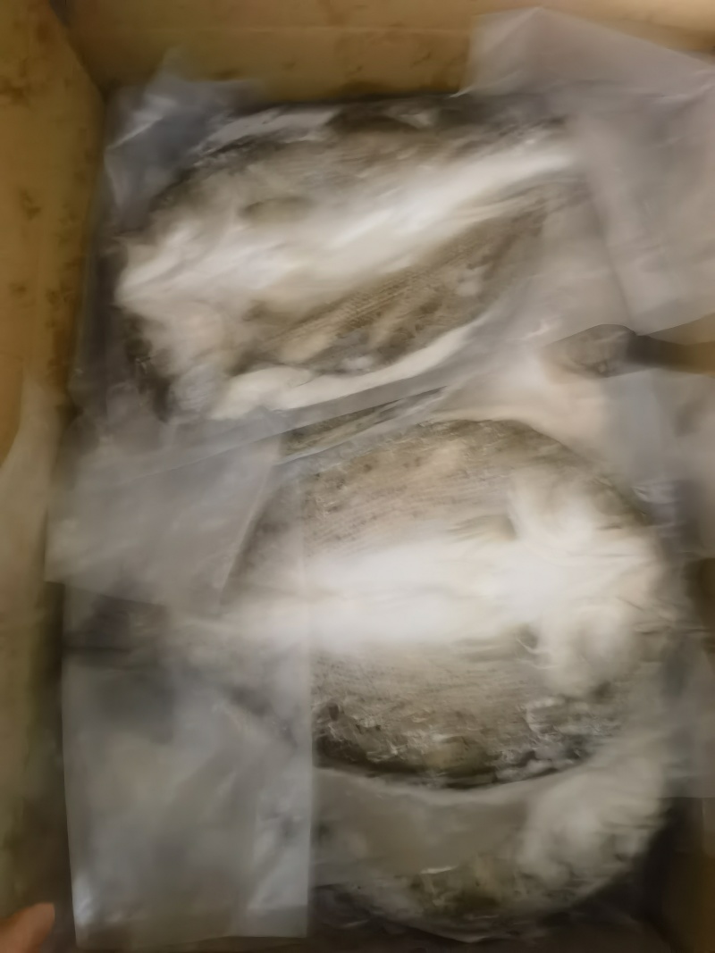 开背海鲈