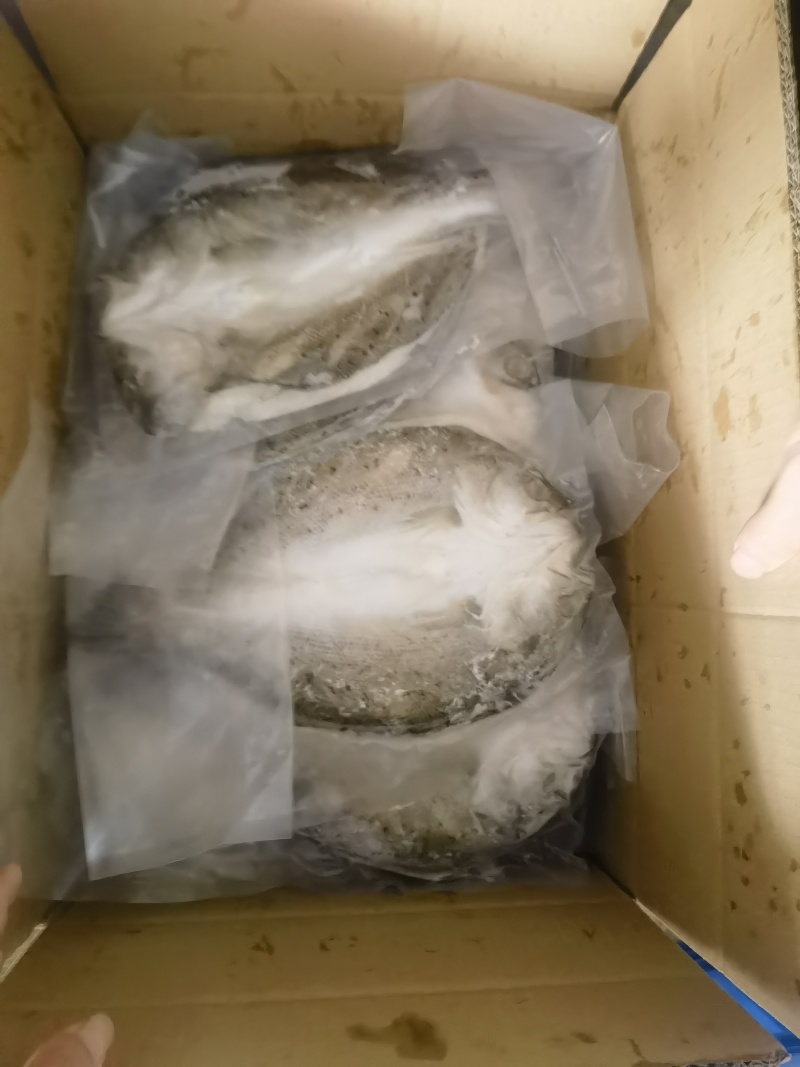开背海鲈