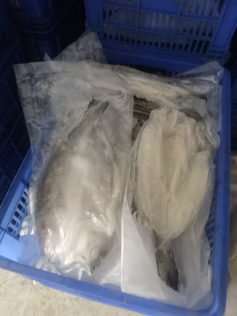 开背海鲈