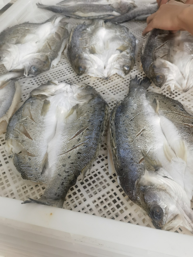 开背海鲈