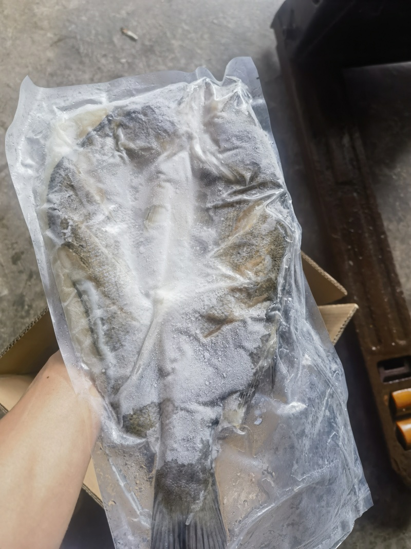 开背海鲈