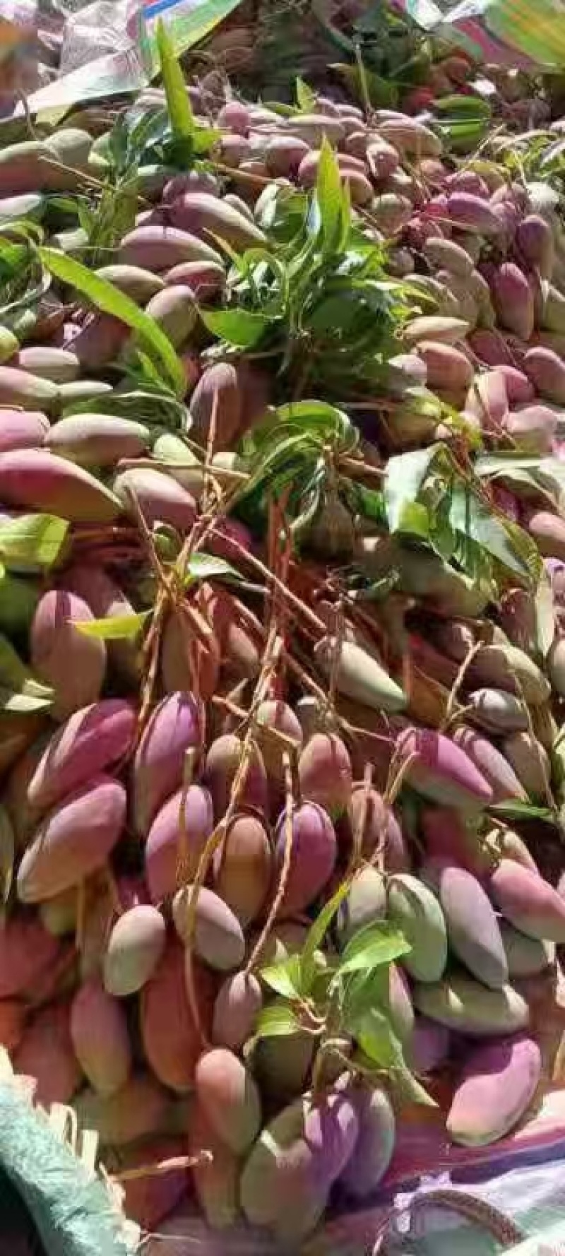 攀枝花贵妃芒果