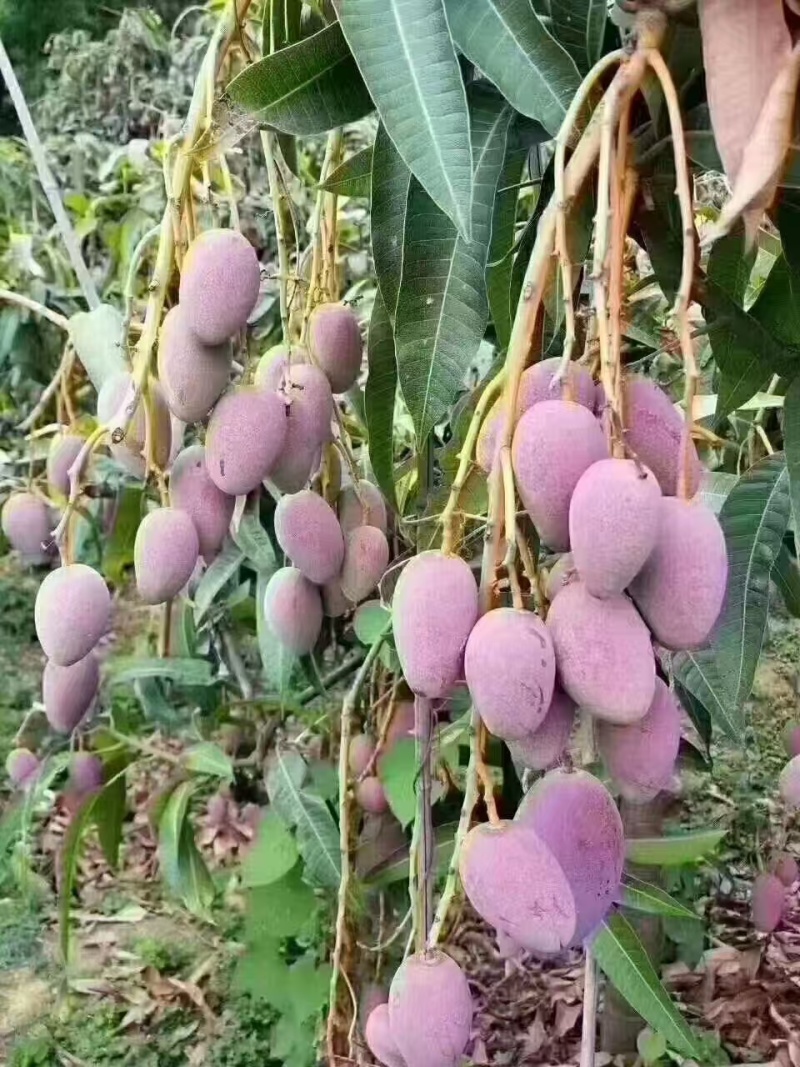 攀枝花贵妃芒果