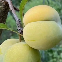 贵州蜂糖李，青脆李，大量上市，承接一件代发，代收。