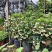 龙吐珠花盆栽花卉观花带花植物庭院室内客厅甲醛四季阳台开花
