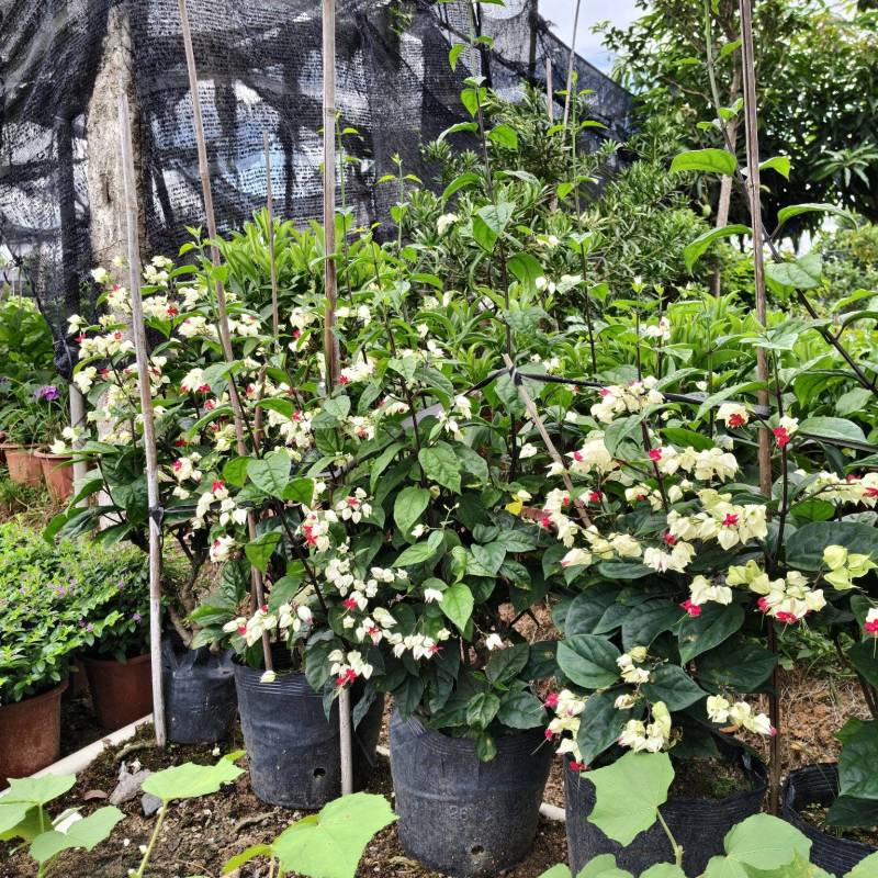 龙吐珠花盆栽花卉观花带花植物庭院室内客厅甲醛四季阳台开花