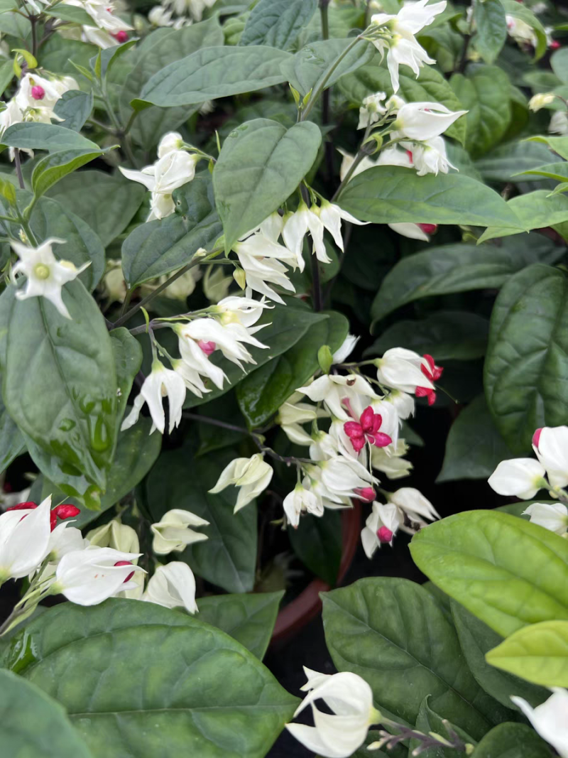 龙吐珠花盆栽花卉观花带花植物庭院室内客厅甲醛四季阳台开花