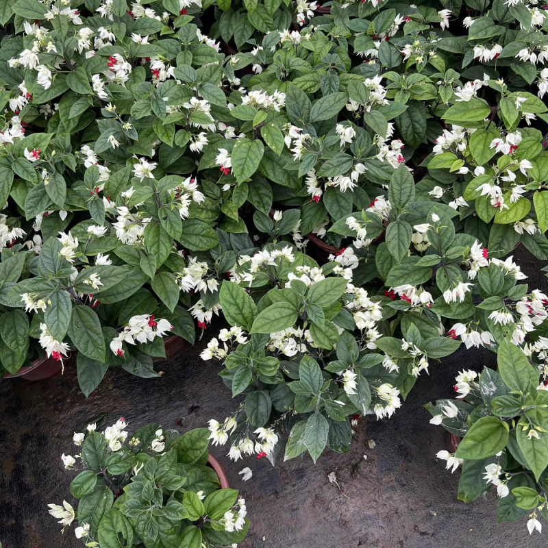 龙吐珠花盆栽花卉观花带花植物庭院室内客厅甲醛四季阳台开花