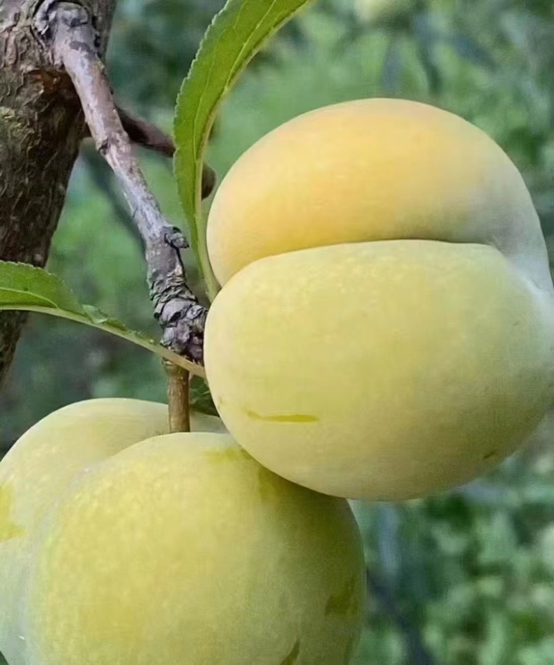 贵州蜂糖李，青脆李，大量上市，承接一件代发，代收。