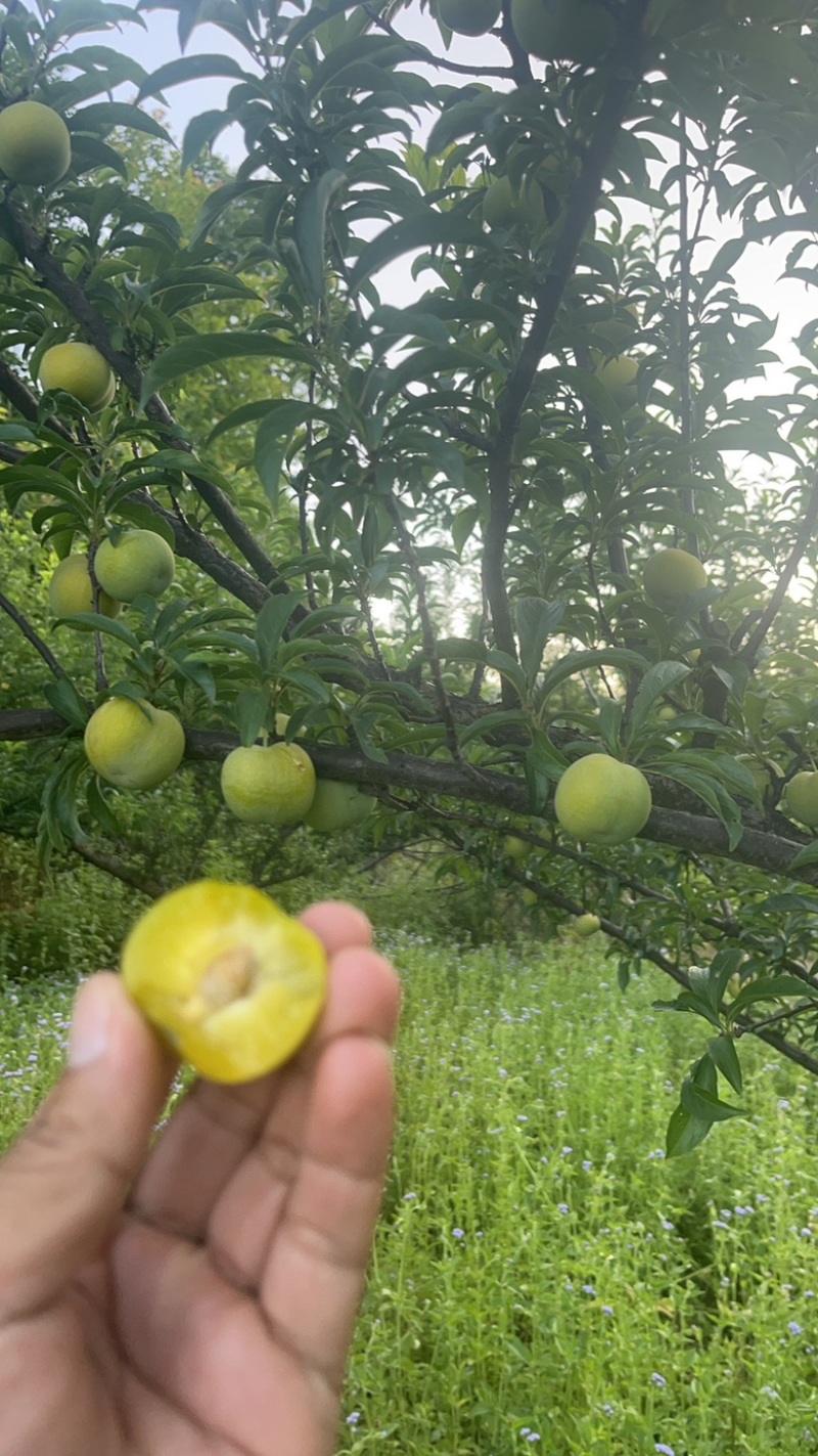贵州蜂糖李，青脆李，大量上市，承接一件代发，代收。