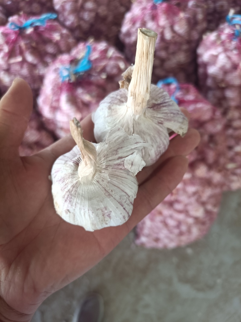优质山东金乡大蒜种子
