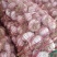 优质山东金乡大蒜种子