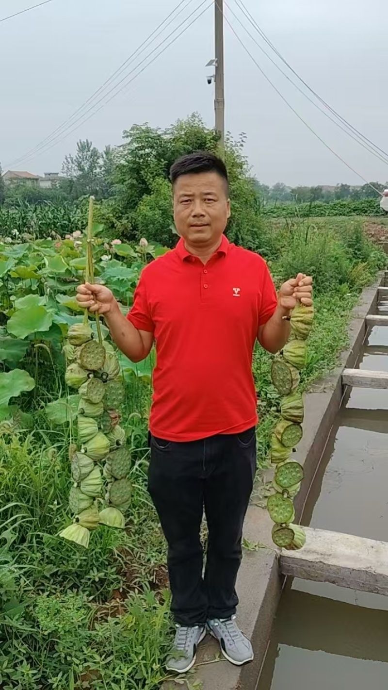 红花水果莲蓬