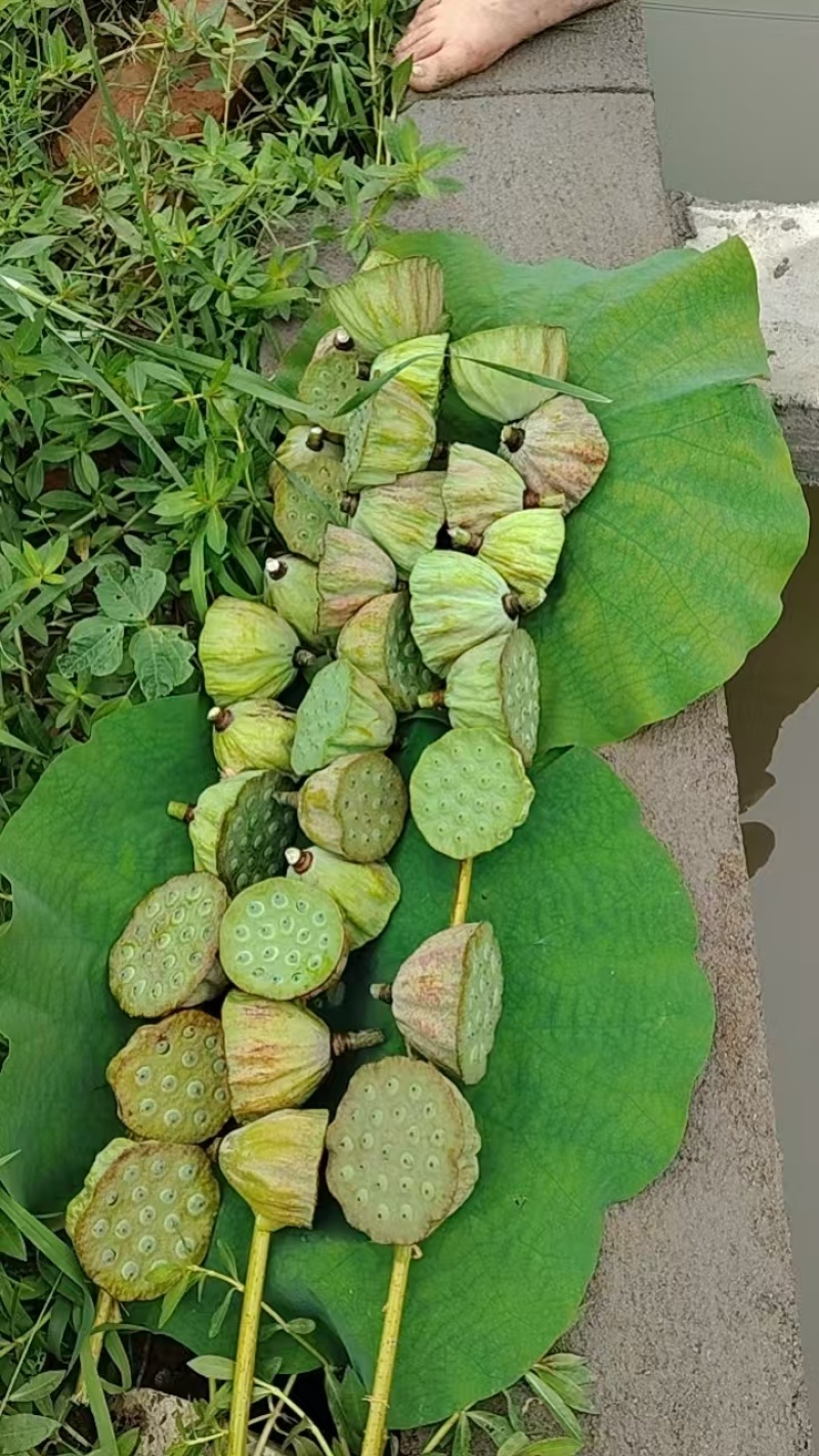 红花水果莲蓬