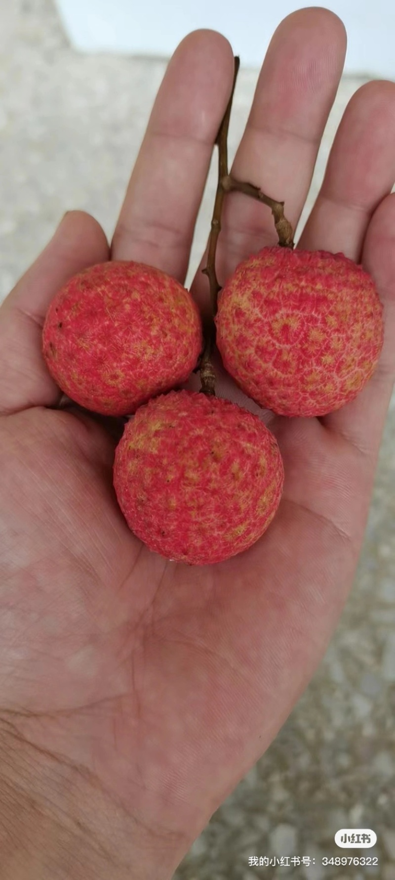 广东惠州博罗荔枝产区