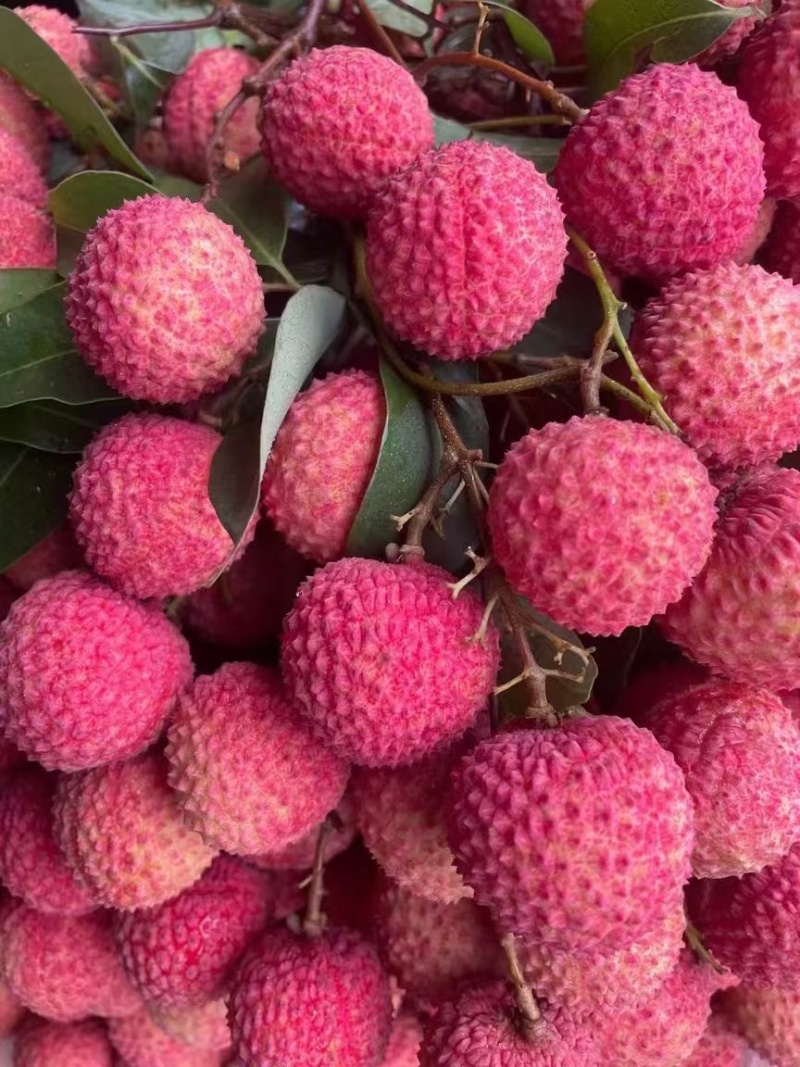 广东惠州博罗荔枝产区