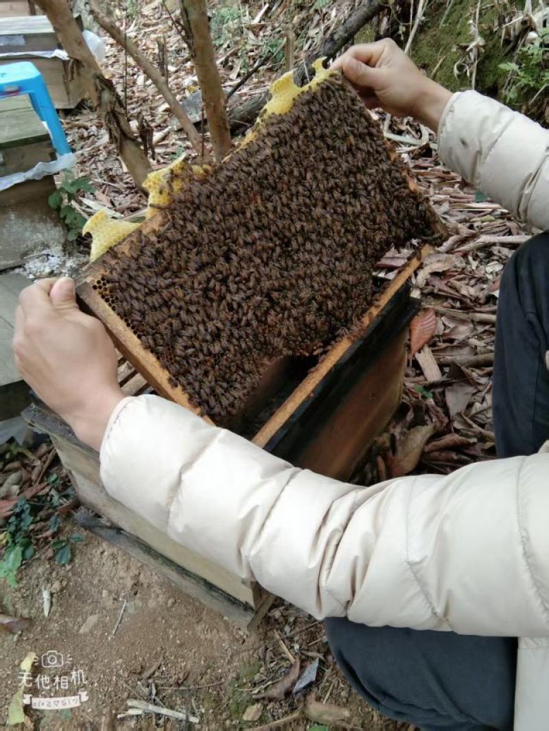灵山蜂蜜，荔枝蜜，45/斤