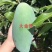 攀枝花大金煌