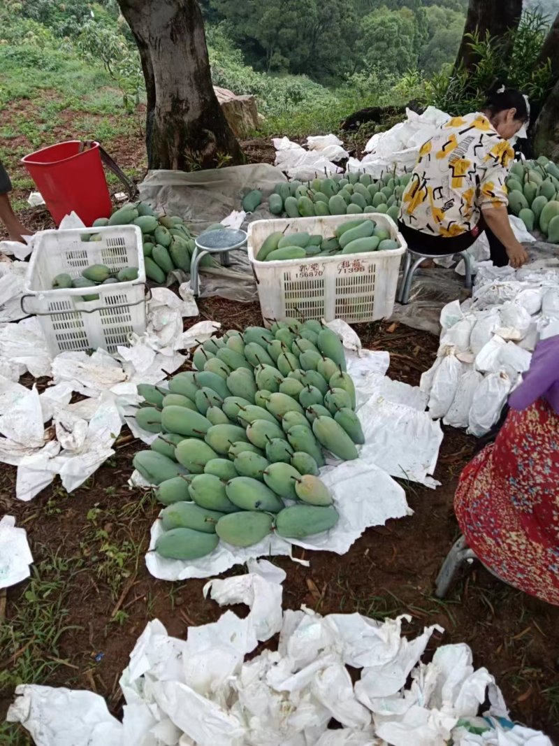 攀枝花大金煌