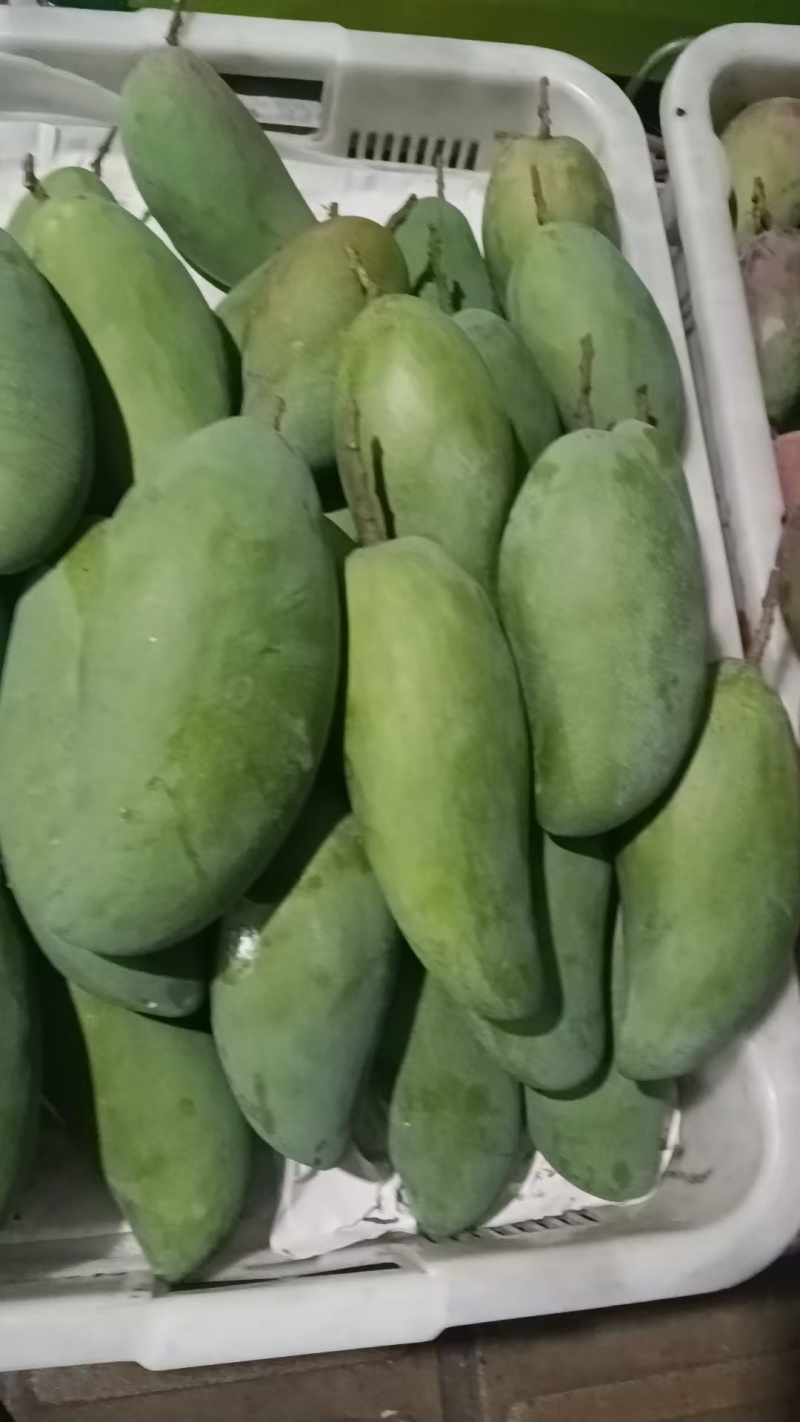 攀枝花大金煌