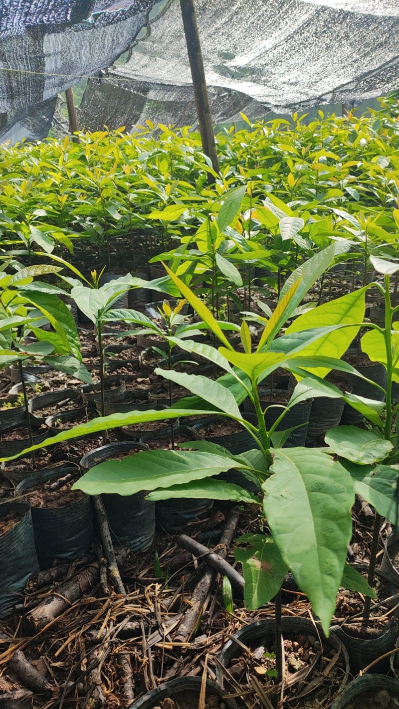 云南精品哈斯牛油果树嫁接苗成活率高根系发达两年大苗
