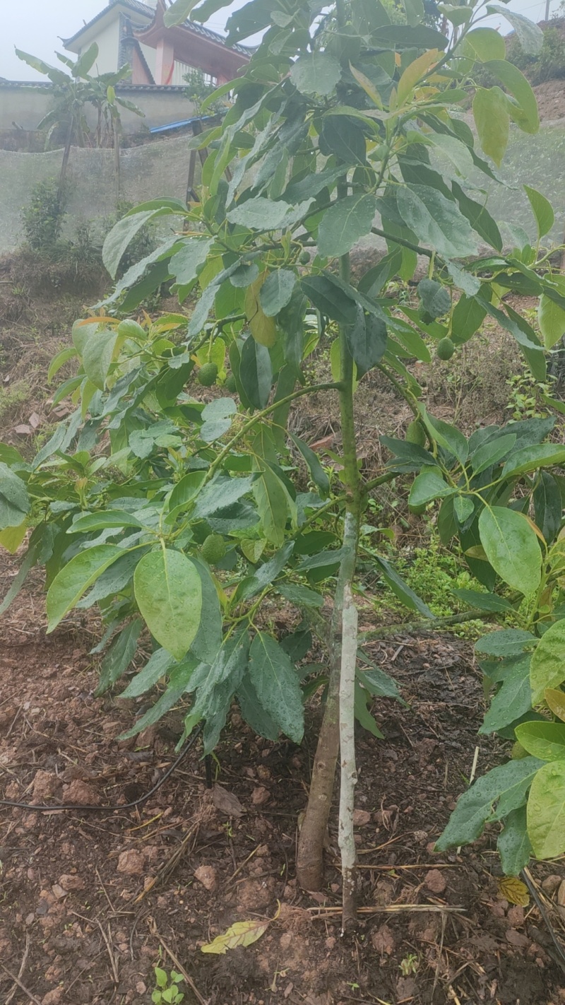 云南精品哈斯牛油果树嫁接苗成活率高根系发达两年大苗