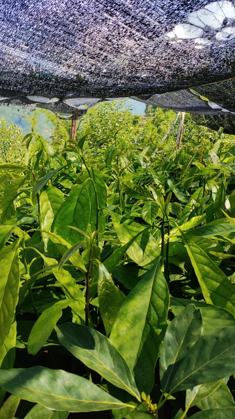 云南精品哈斯牛油果树嫁接苗成活率高根系发达两年大苗