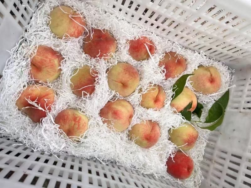 松森水蜜桃