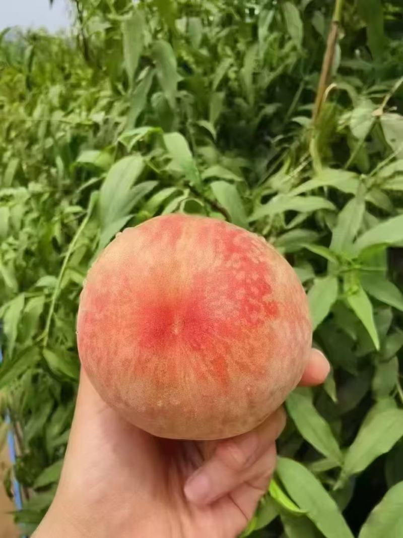 松森水蜜桃