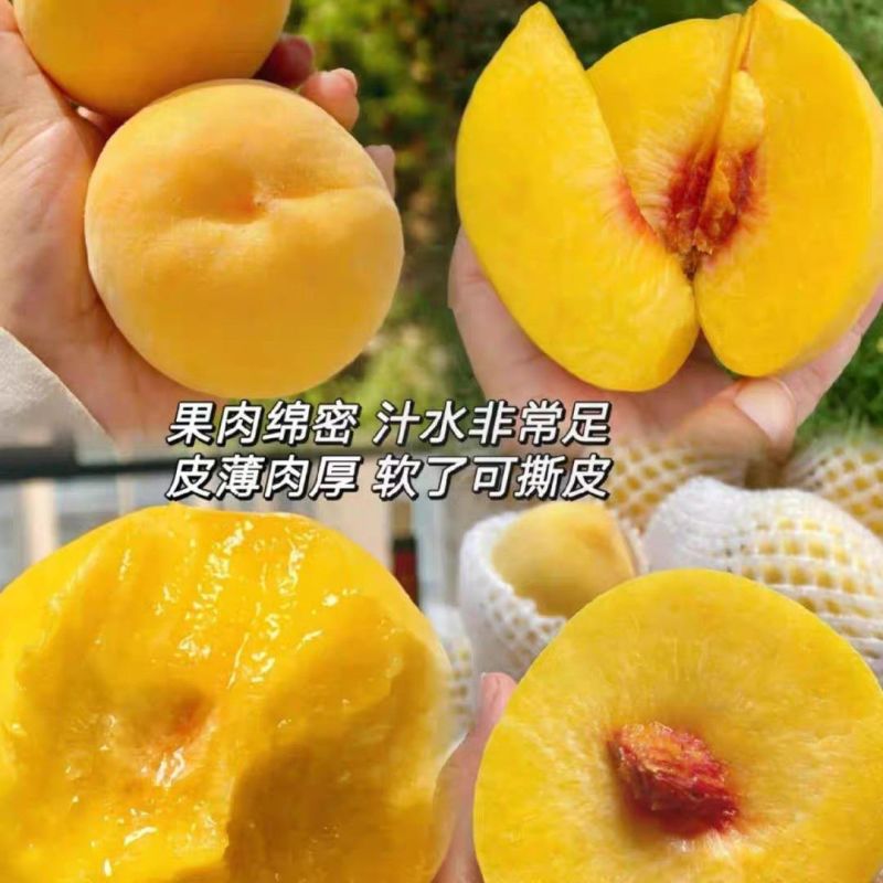 蒙阴黄毛桃黄油桃各种桃仅支持一件代发不带收货