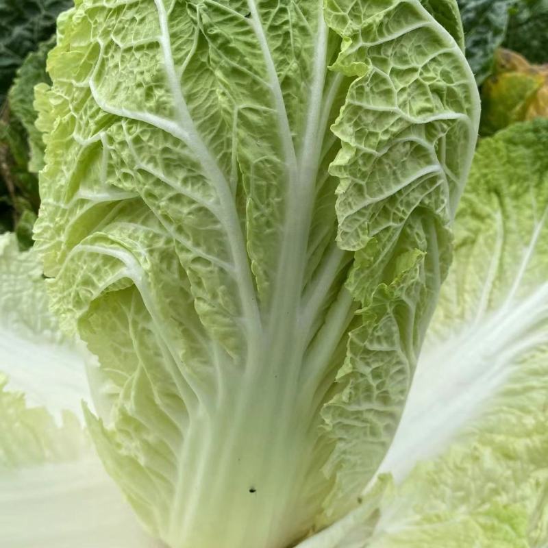秋皇夏秋大白菜种子高产抗病耐热种孑全黄心大白菜菜籽