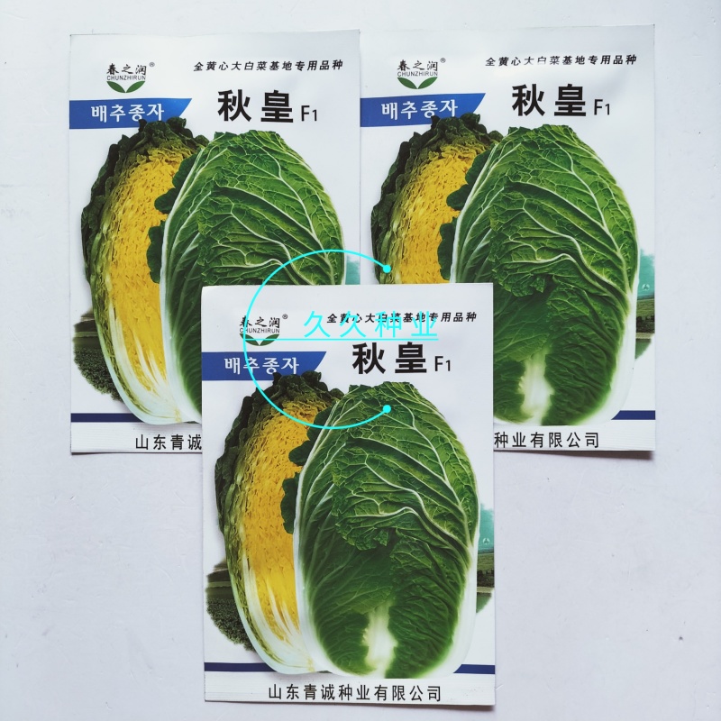 秋皇夏秋大白菜种子高产抗病耐热种孑全黄心大白菜菜籽