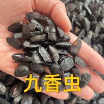 大个九香虫九香虫