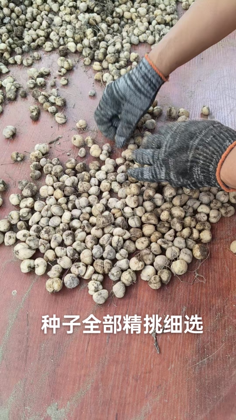 浙贝母籽，高产高倍数品种多籽贝，二籽贝可以根据需要选择