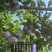 屏山县五月脆/凤凰李/糖度16个
